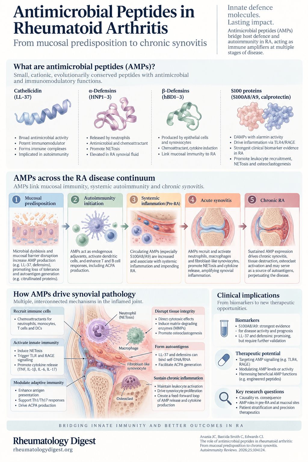 Antimicrobial peptides across five stages of rheumatoid arthritis, from mucosal predisposition to chronic synovitis