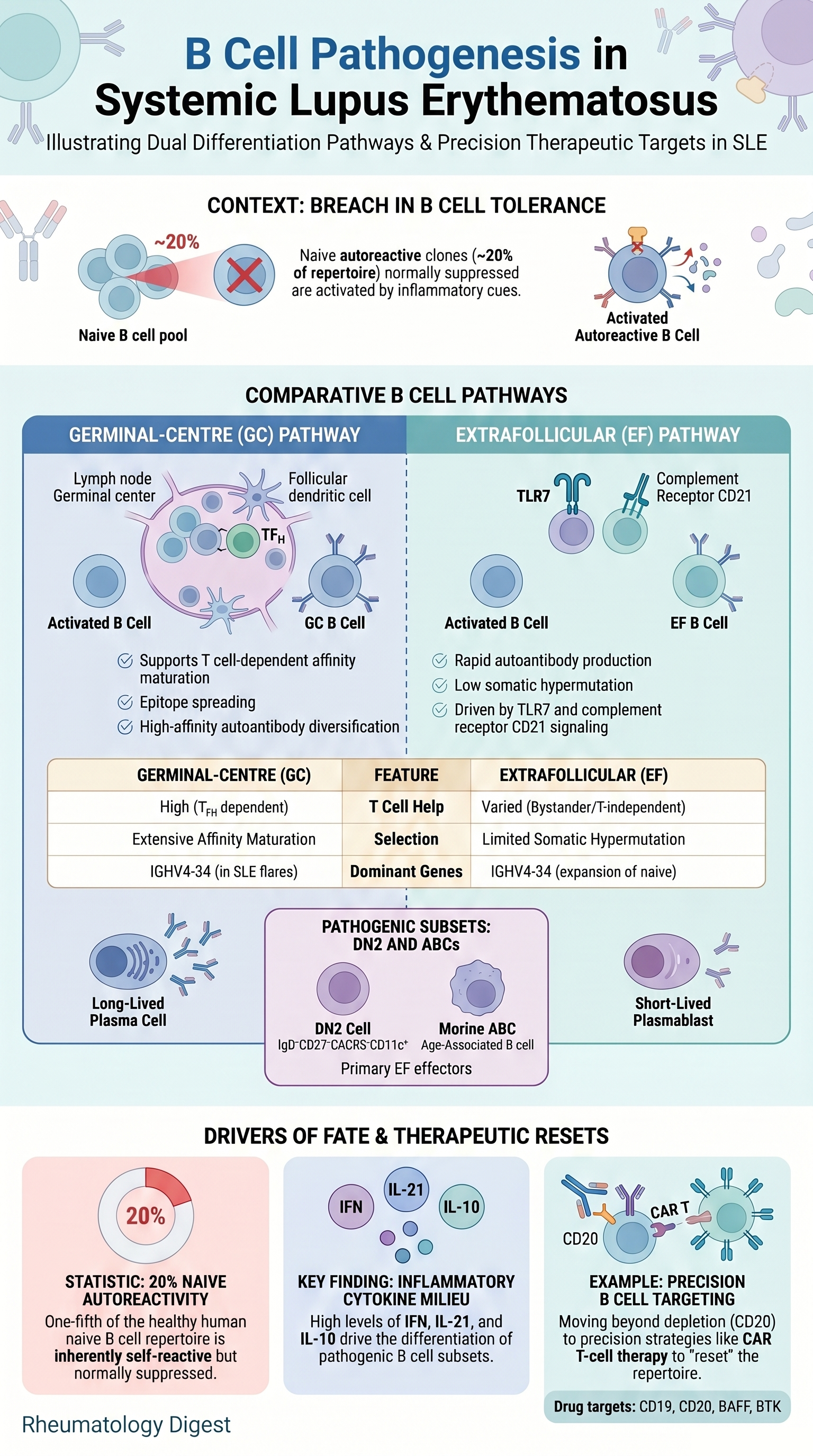 Germinal-centre and extrafollicular B cell pathways in SLE autoantibody production
