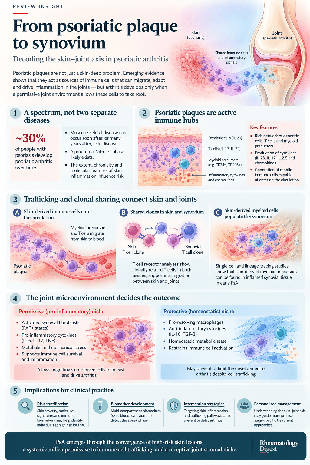 The skin-joint axis in psoriatic arthritis